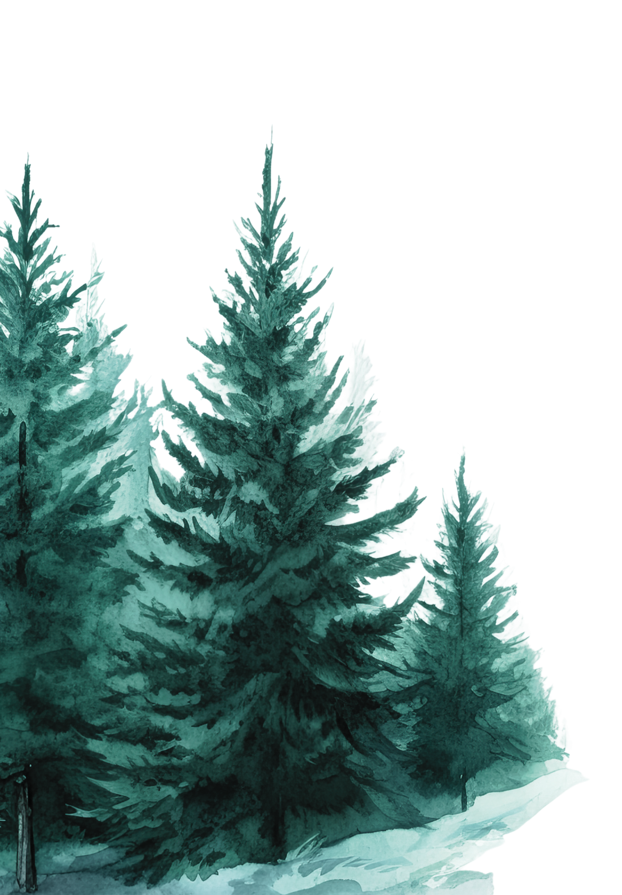 large blue spruce